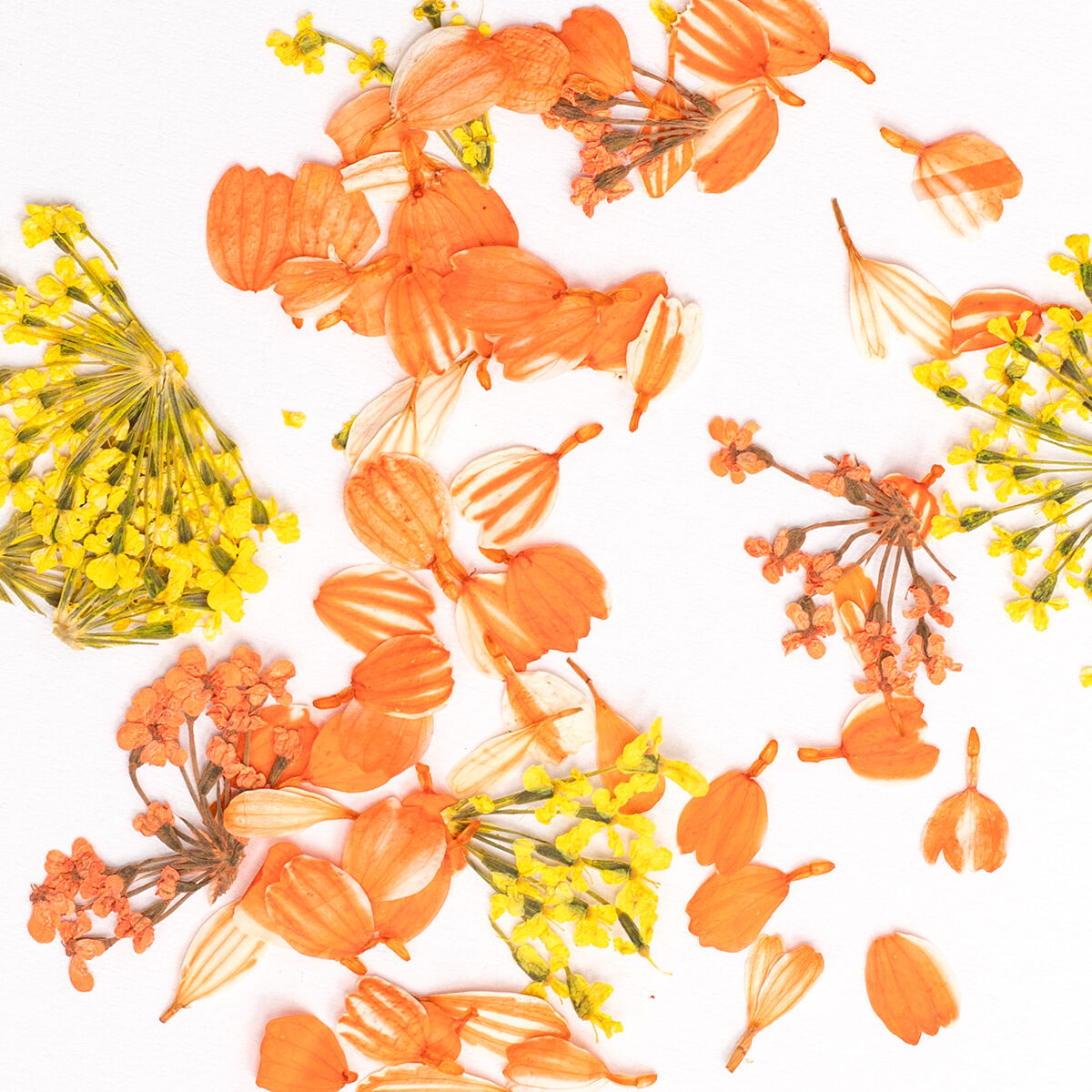 Semilac Flower Flakes Golden Sunset Kwiaty Do Zdobień
